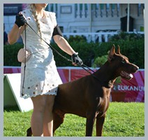 Champion Hugo Homero D'ikòskylo