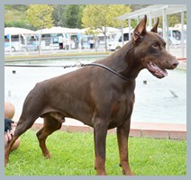 Champion Hugo Homero D'ikòskylo
