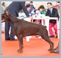 Champion Hugo Homero D'ikòskylo