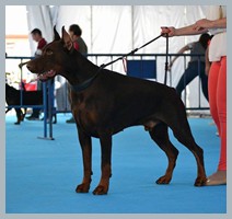 Champion Hugo Homero D'ikòskylo