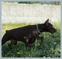 Champion Hugo Homero D'ikòskylo