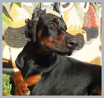 Grand Champion Igor Indy D'ikòskylo