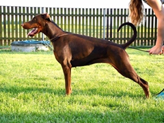Nicole Nabrysko D'ikòskylo