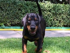 Ugo di Perlanera