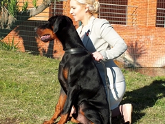 Ugo di Perlanera
