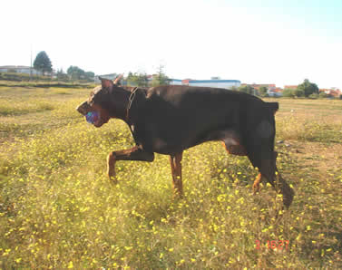 Dobermann D'ik&ograve;skylo